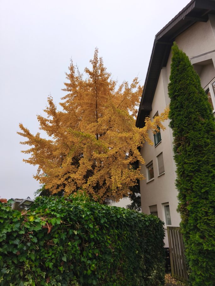 Ginkgobaum: VORHER